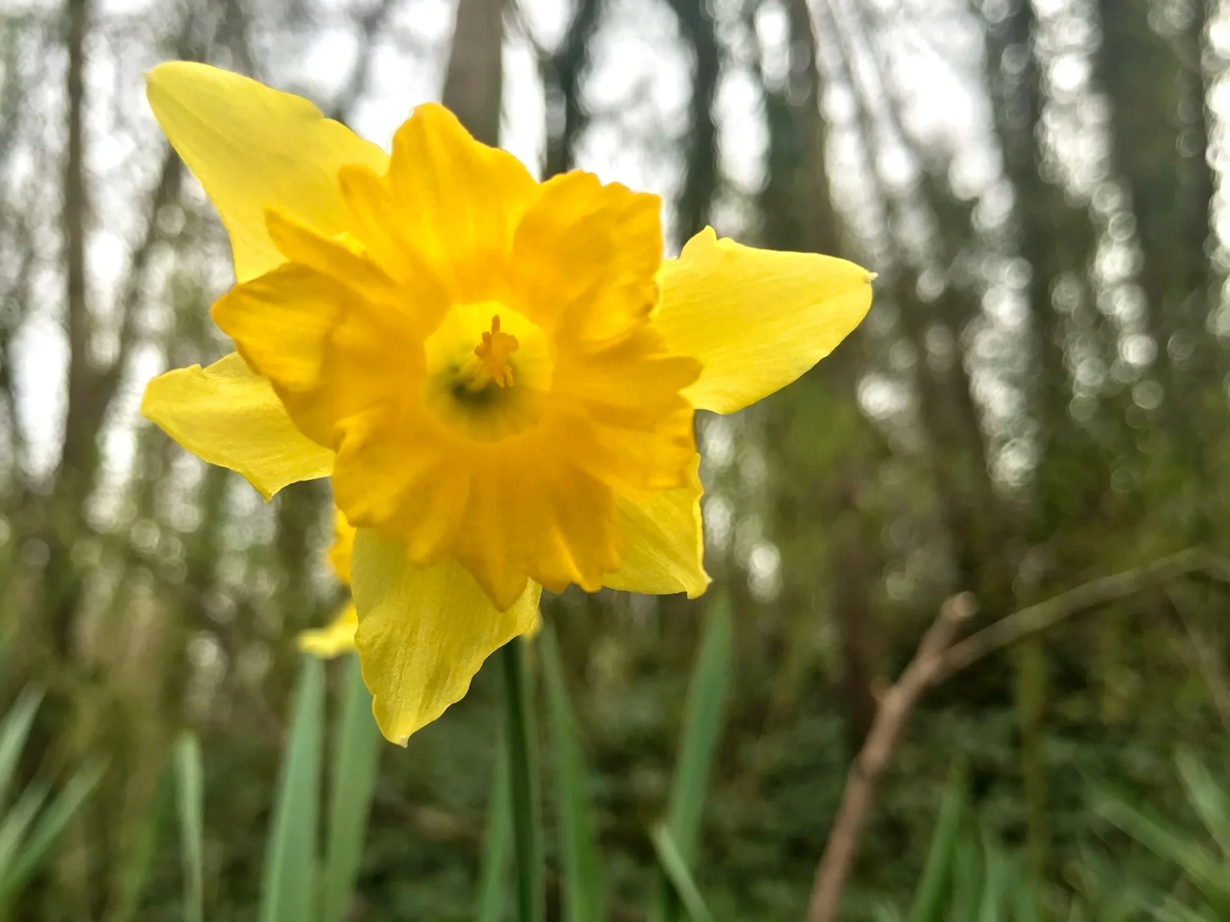 The Golden Glow of Renewal: Spring Awakens at Maple Valley Farm