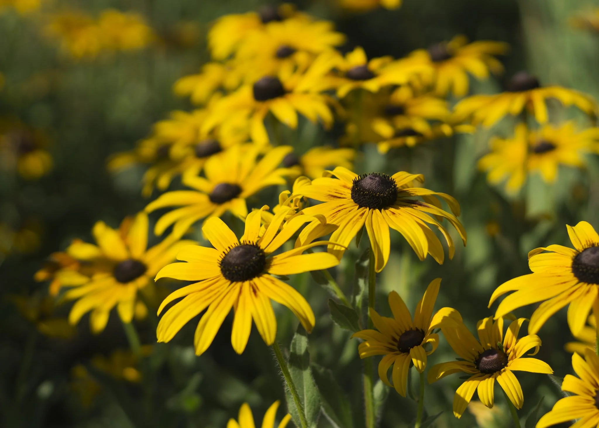 Black-eyed Susans in bloom at Maple Valley Farm