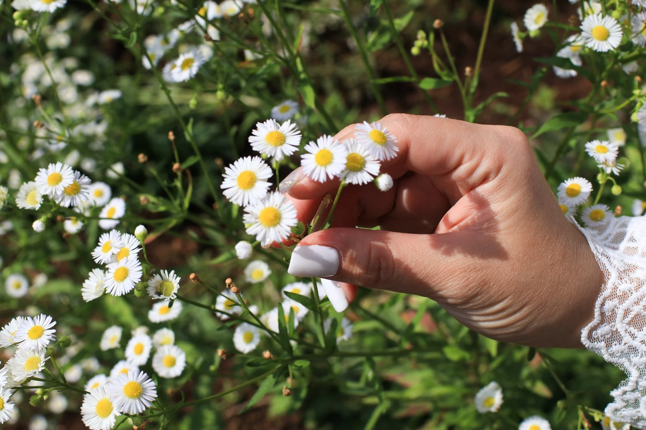 Daisy Fleabane in bloom at Maple Valley Farm
