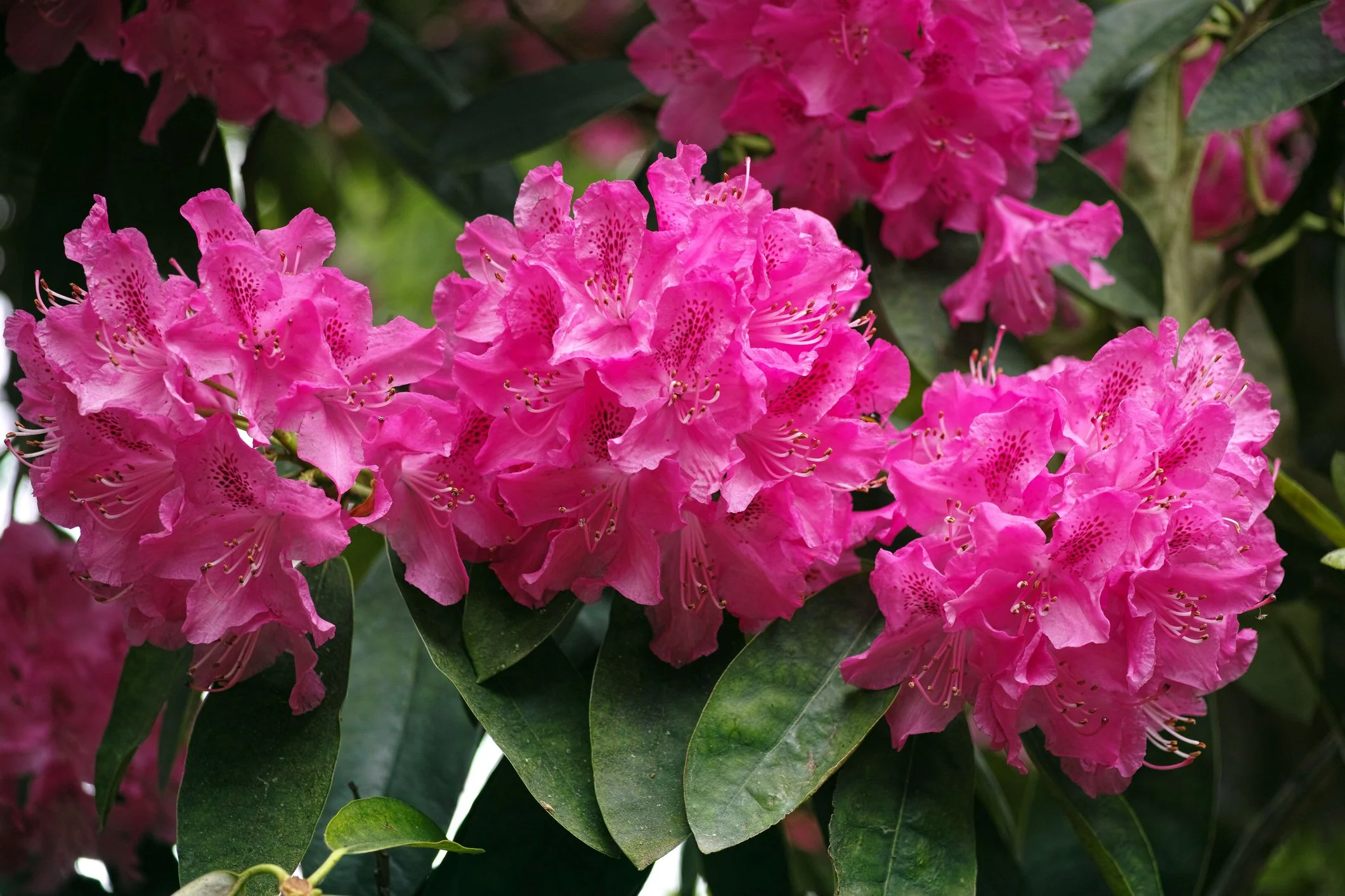 Rhododendron in bloom at Maple Valley Farm