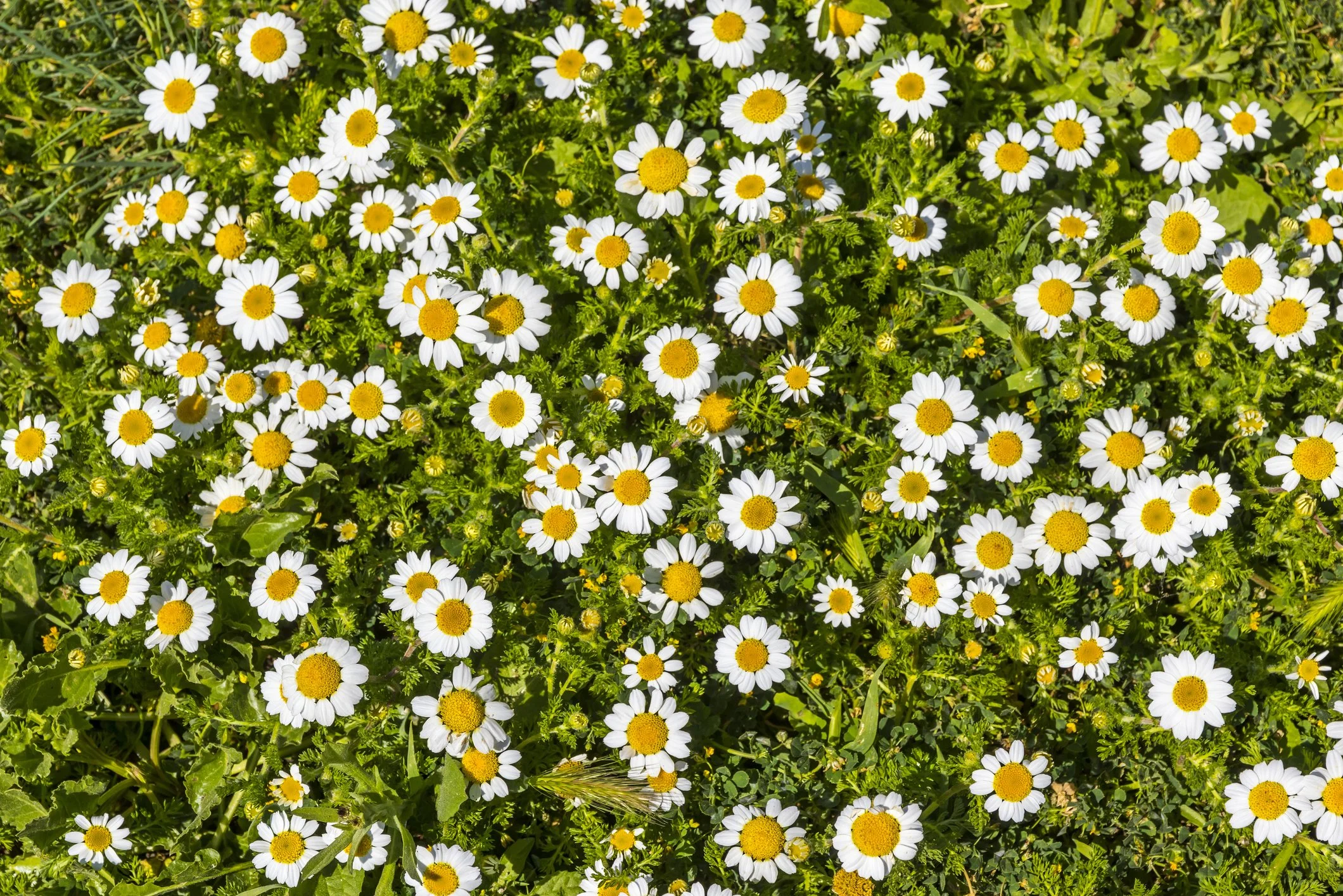 White Asther Daisies in bloom at Maple Valley Farm