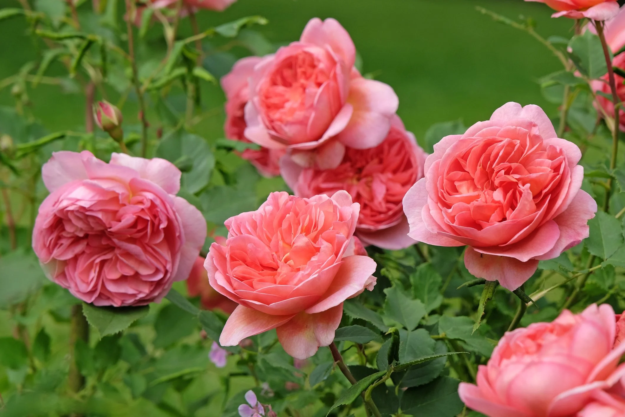 Roses in bloom at Maple Valley Farm