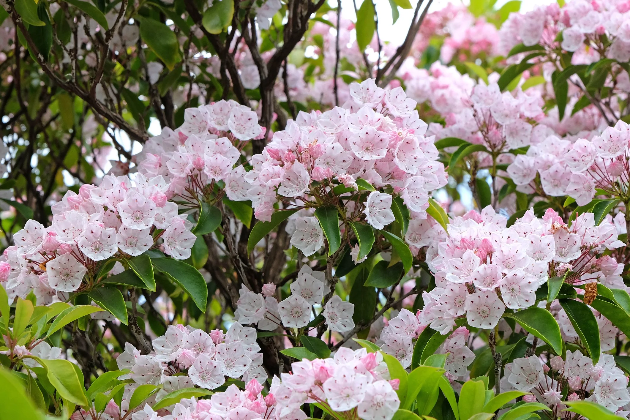 Mountain Laurel in bloom at Maple Valley Farm