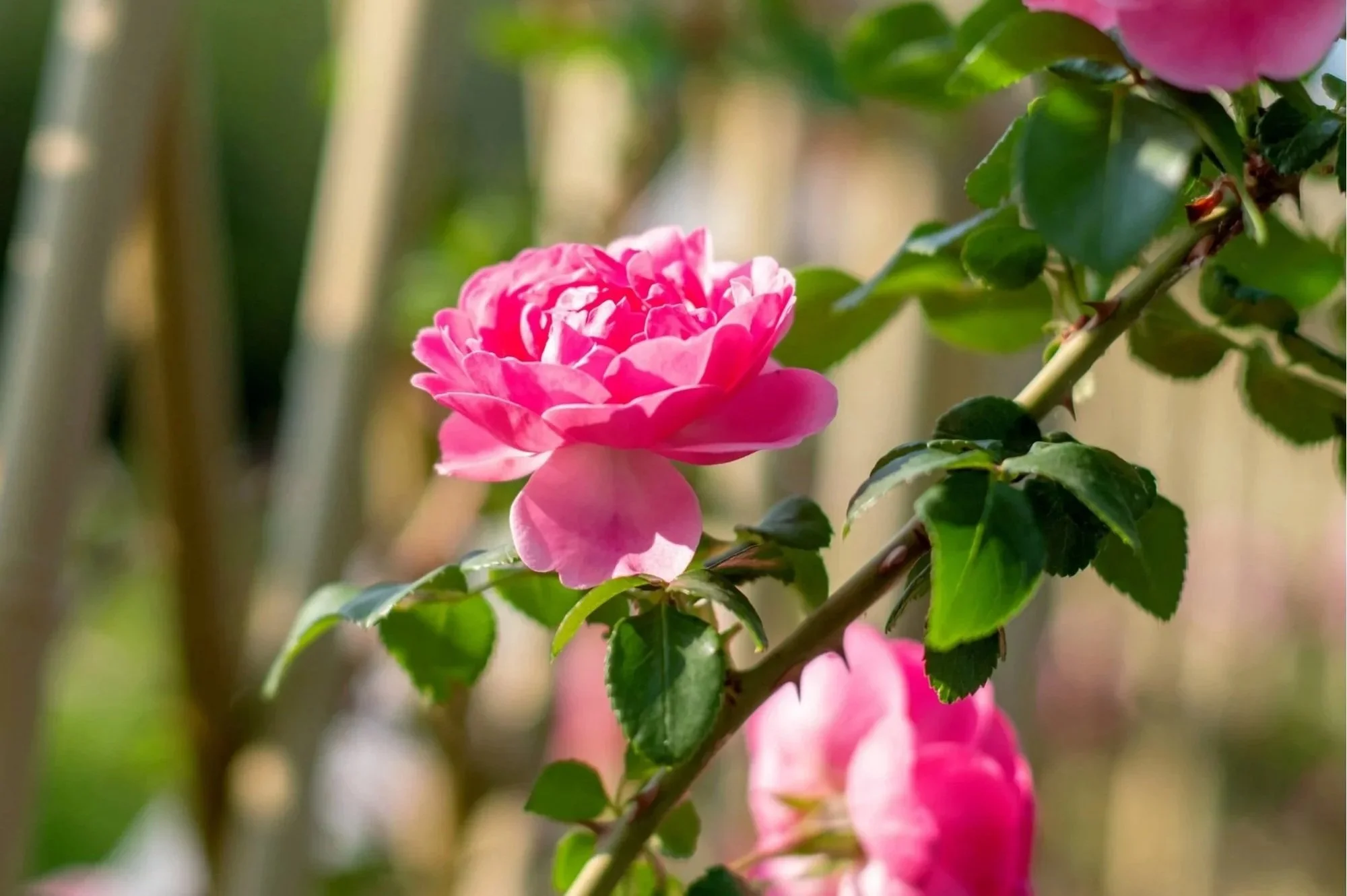 Climbing Roses in bloom at Maple Valley Farm
