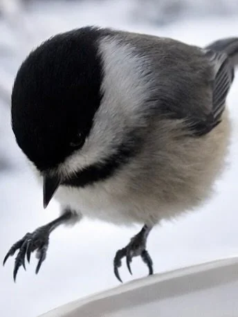 Do yourself a favor, buy a bird feeder with a camera 😊❤️😆🐦&zwj;⬛🪶🦉🐓🦅🕊️🦢#birdseyeview #farmlife
