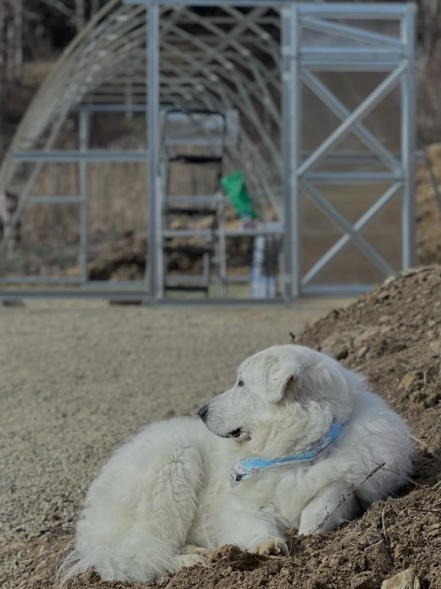 Aunt Hill watching over us while we&rsquo;re out in the field building the new greenhouse. 🐾🥰