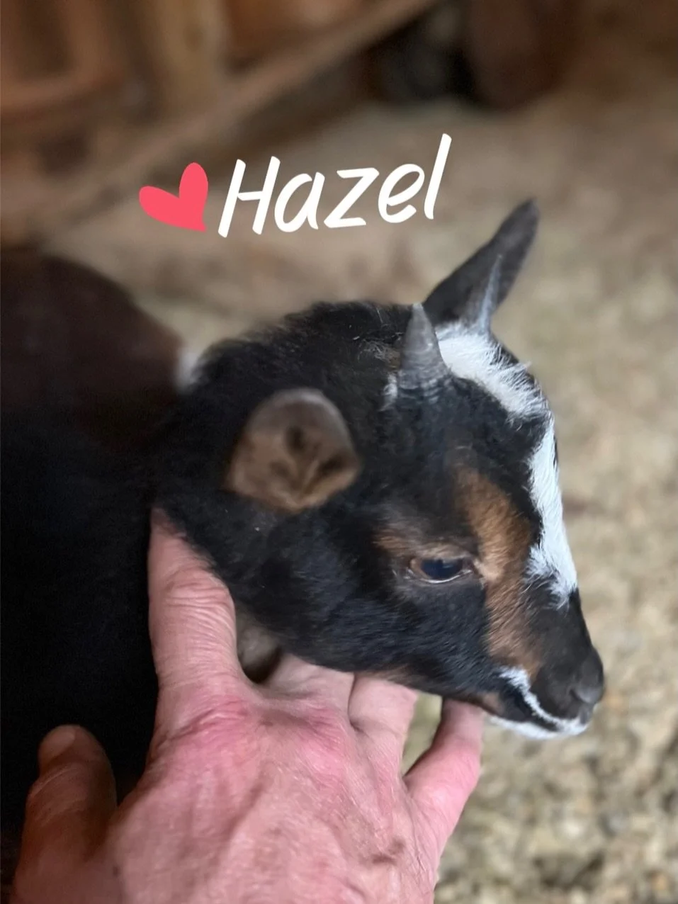 Meet Hazel &amp; Honey 🐐❤️😊

We had so many great name ideas and we decided to go with Teresa Hughes idea of naming them names related to flowers. 

The name Hazel comes from a nut bearing shrub in the birch family and our farm is filled with them.