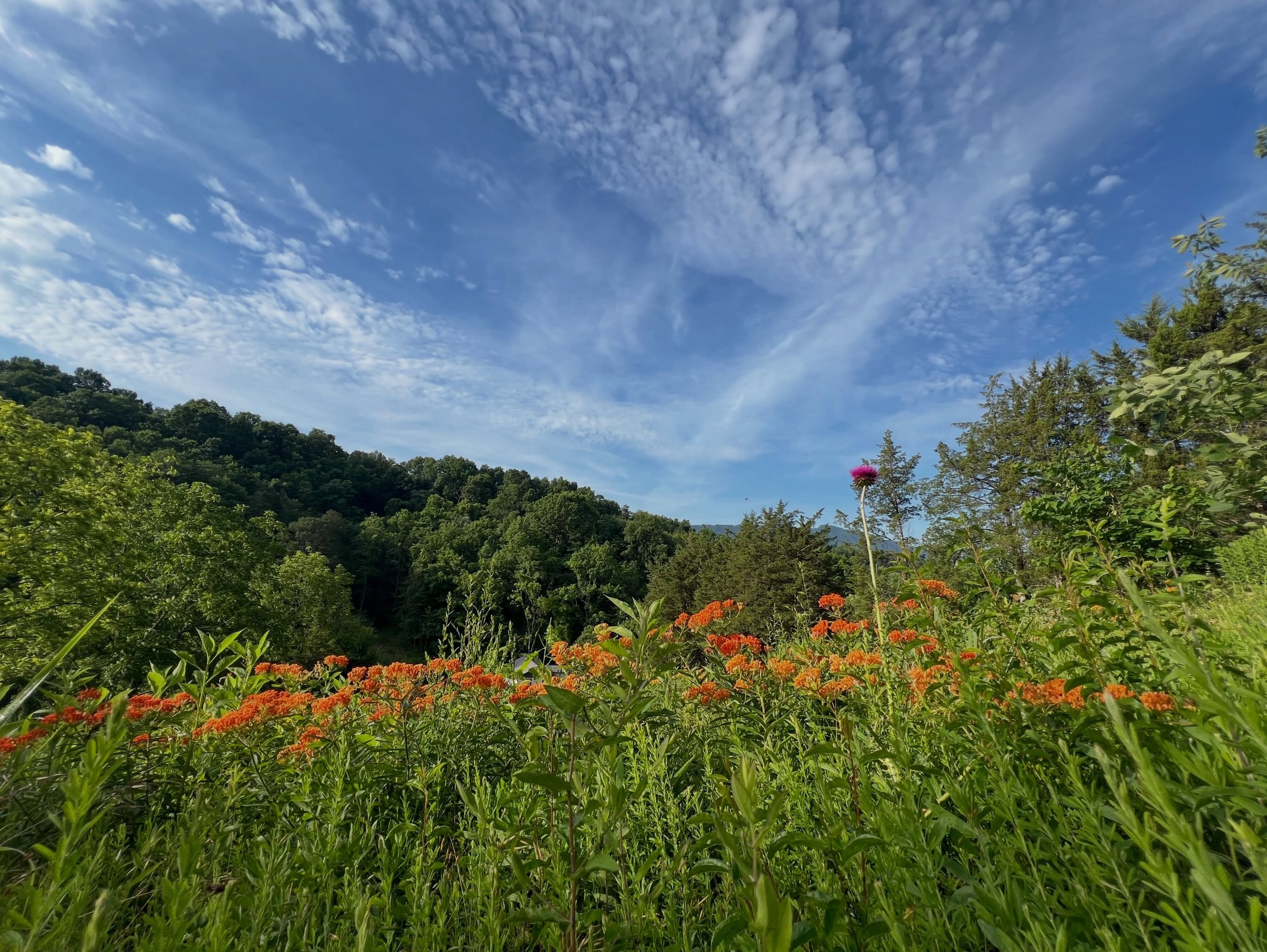 Nana&rsquo;s Ridge #wildflowers