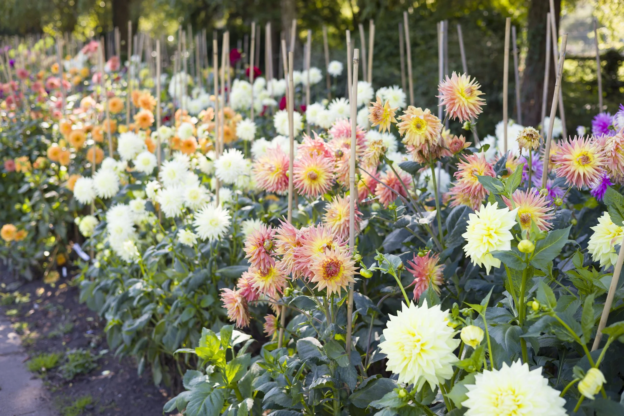 Dahlias in bloom at Maple Valley Farm