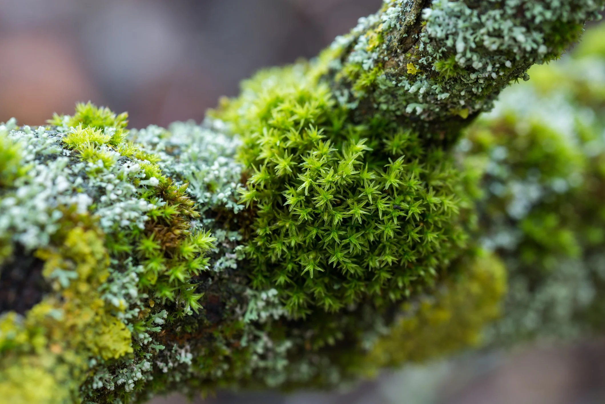 Moss & Lichen at Maple Valley Farm