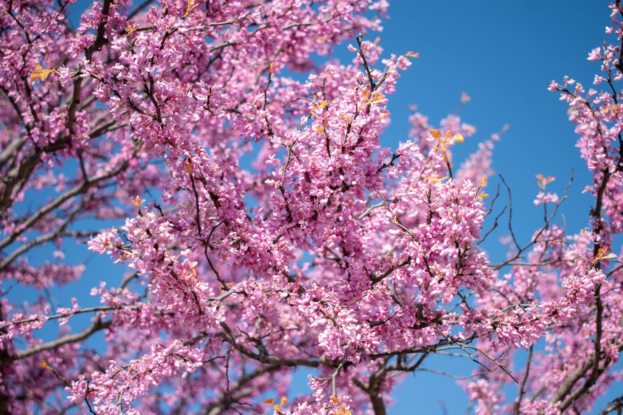 Redbud Trees in bloom at Maple Valley Farm
