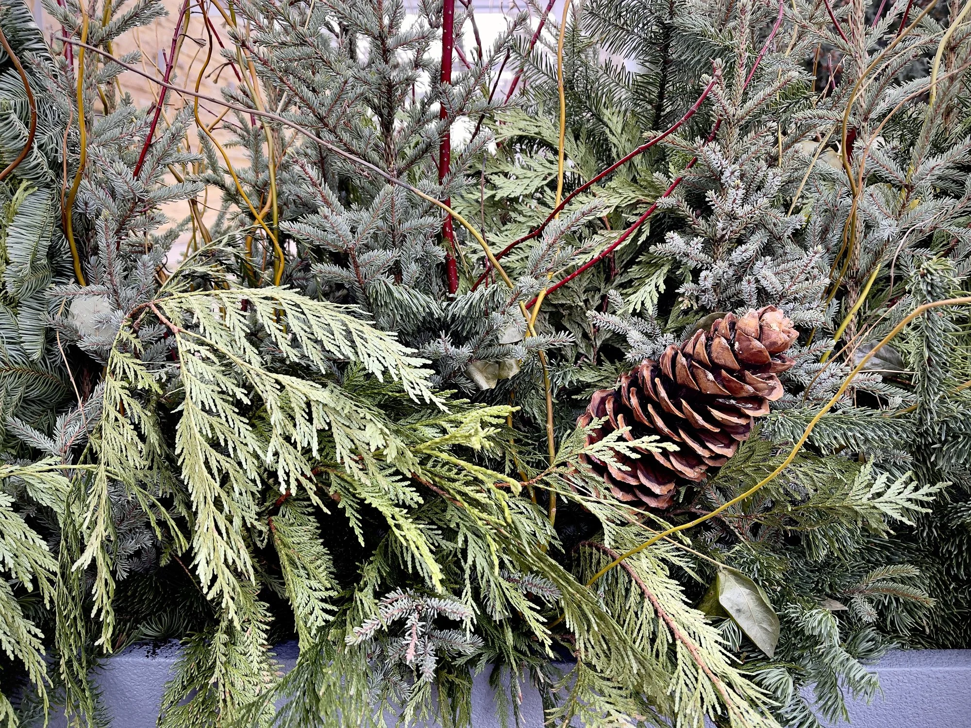 Winter Greenery at Maple Valley Farm