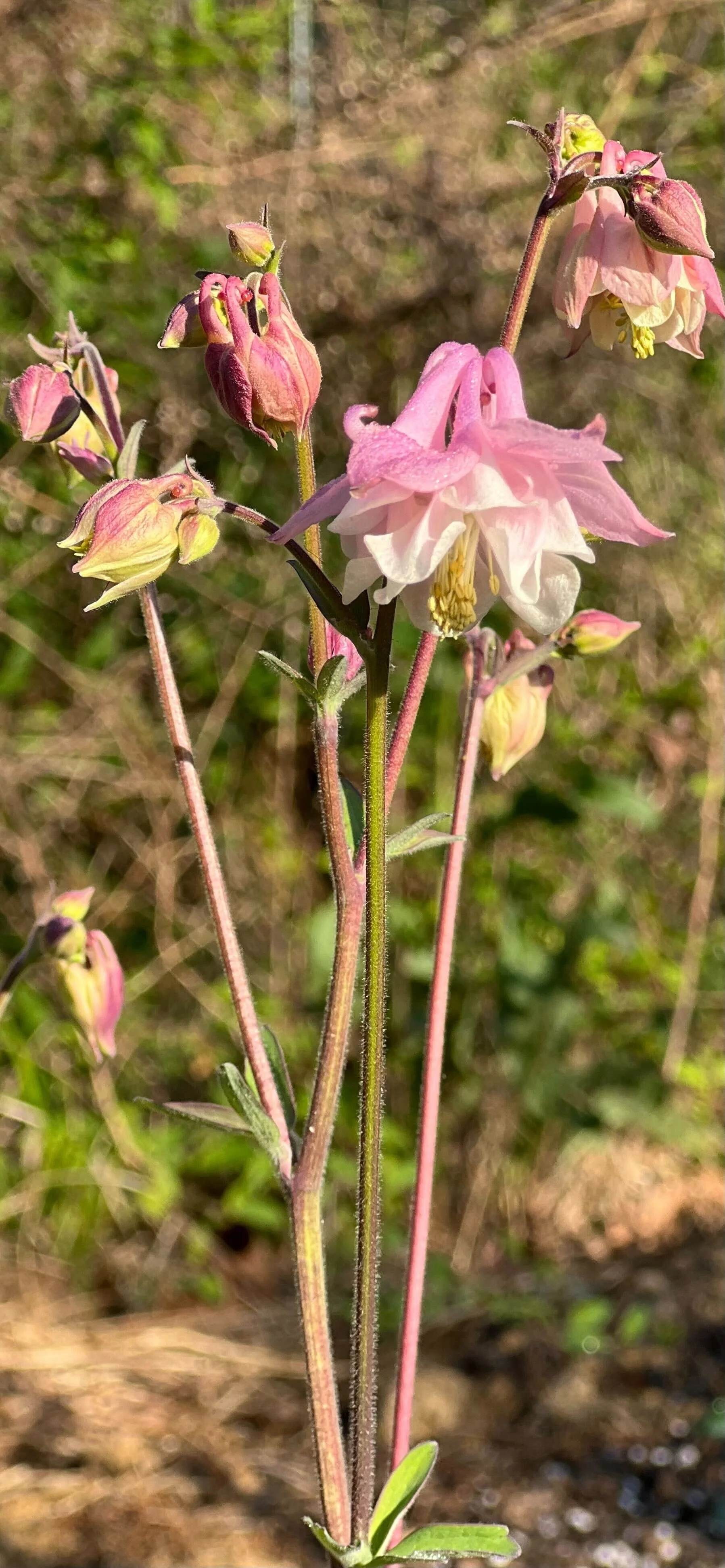 IMG_6765.jpg