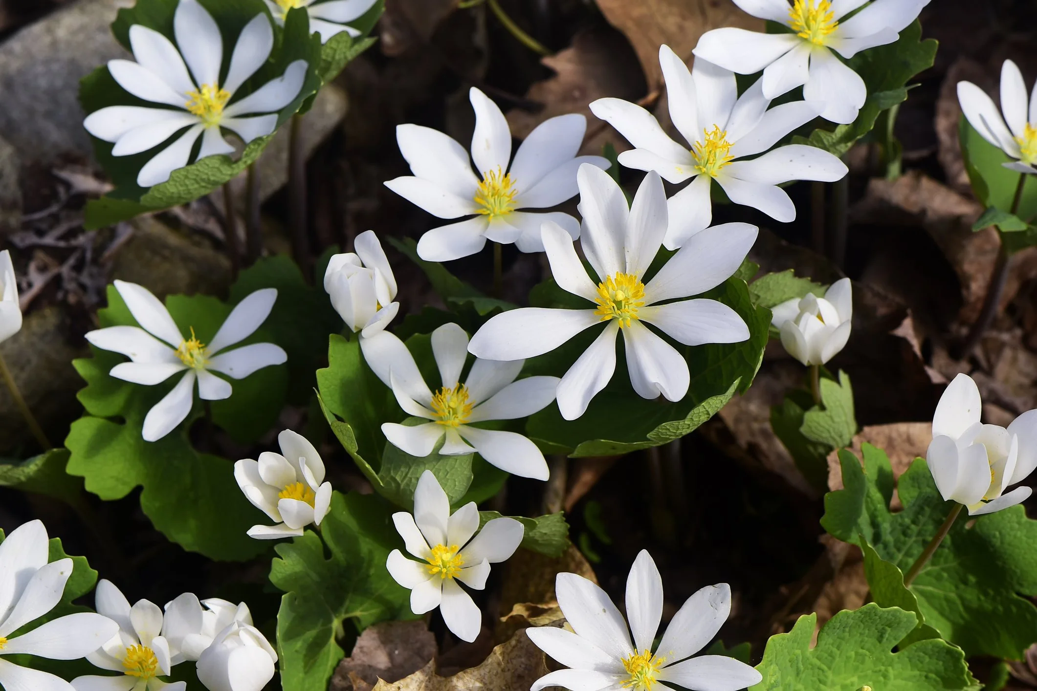 Bloodroot in bloom at Maple Valley Farm