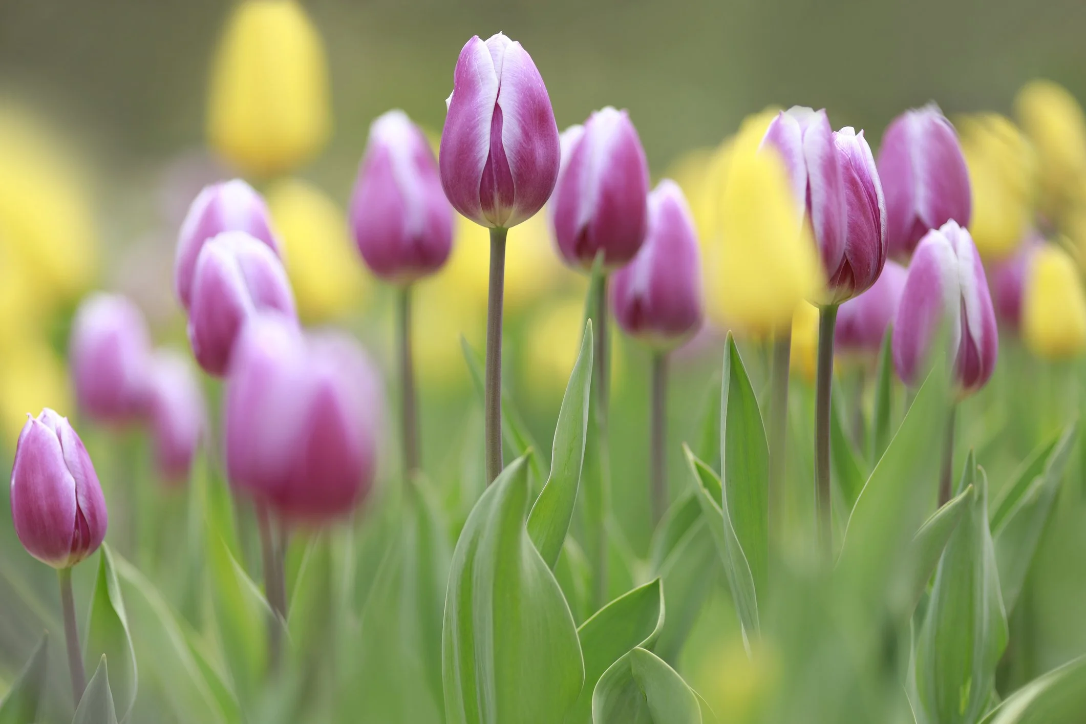 Tulips in bloom at Maple Valley Farm