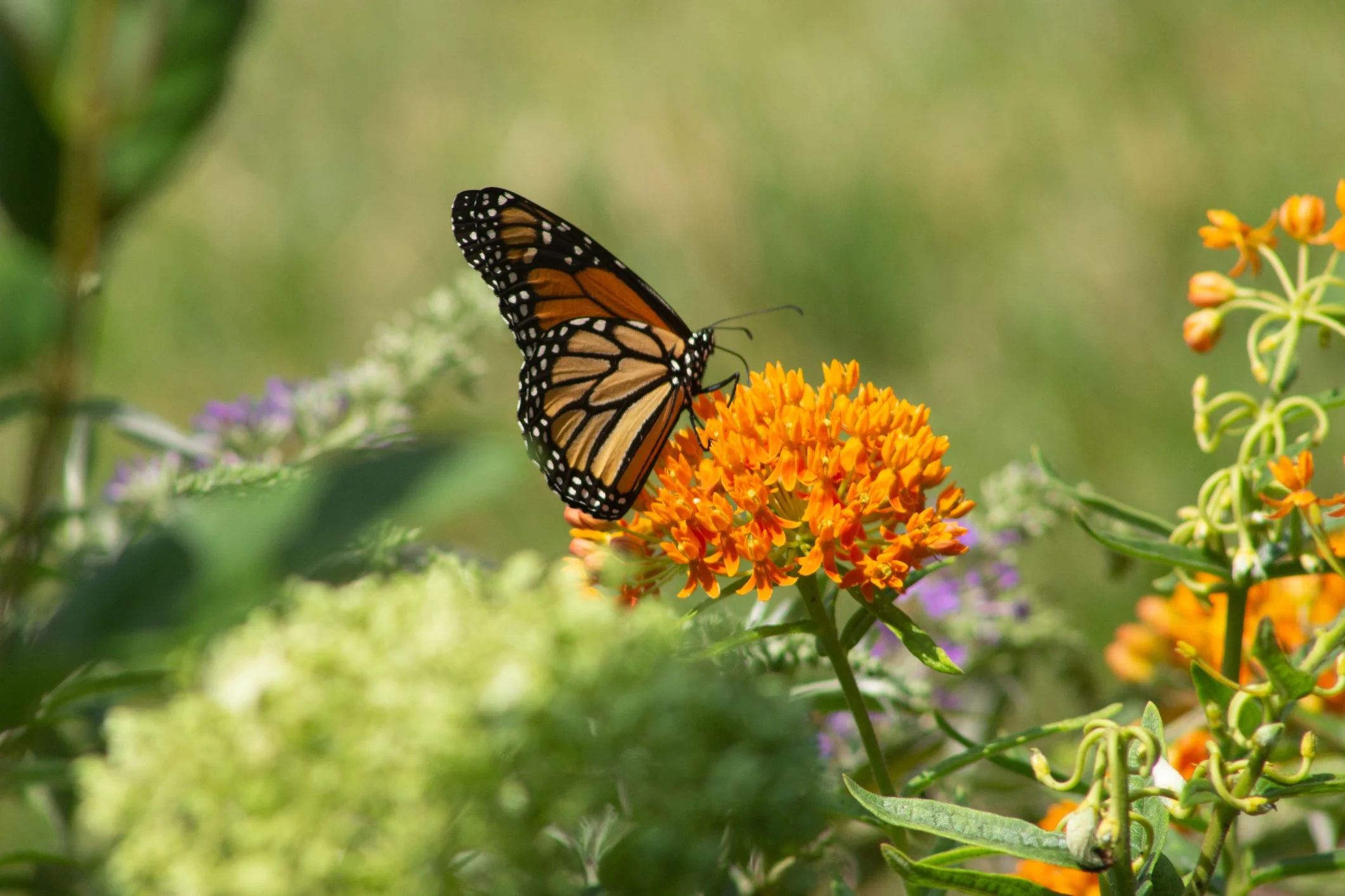  Milkweed in bloom at Maple Valley Farm