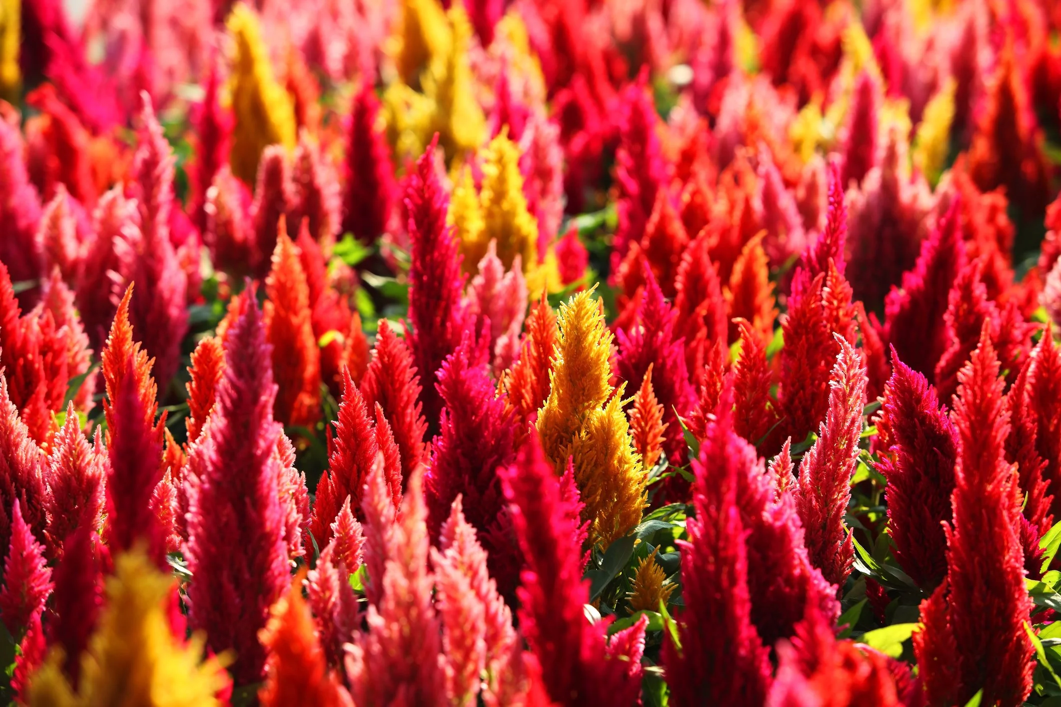 Celosia in bloom at Maple Valley Farm