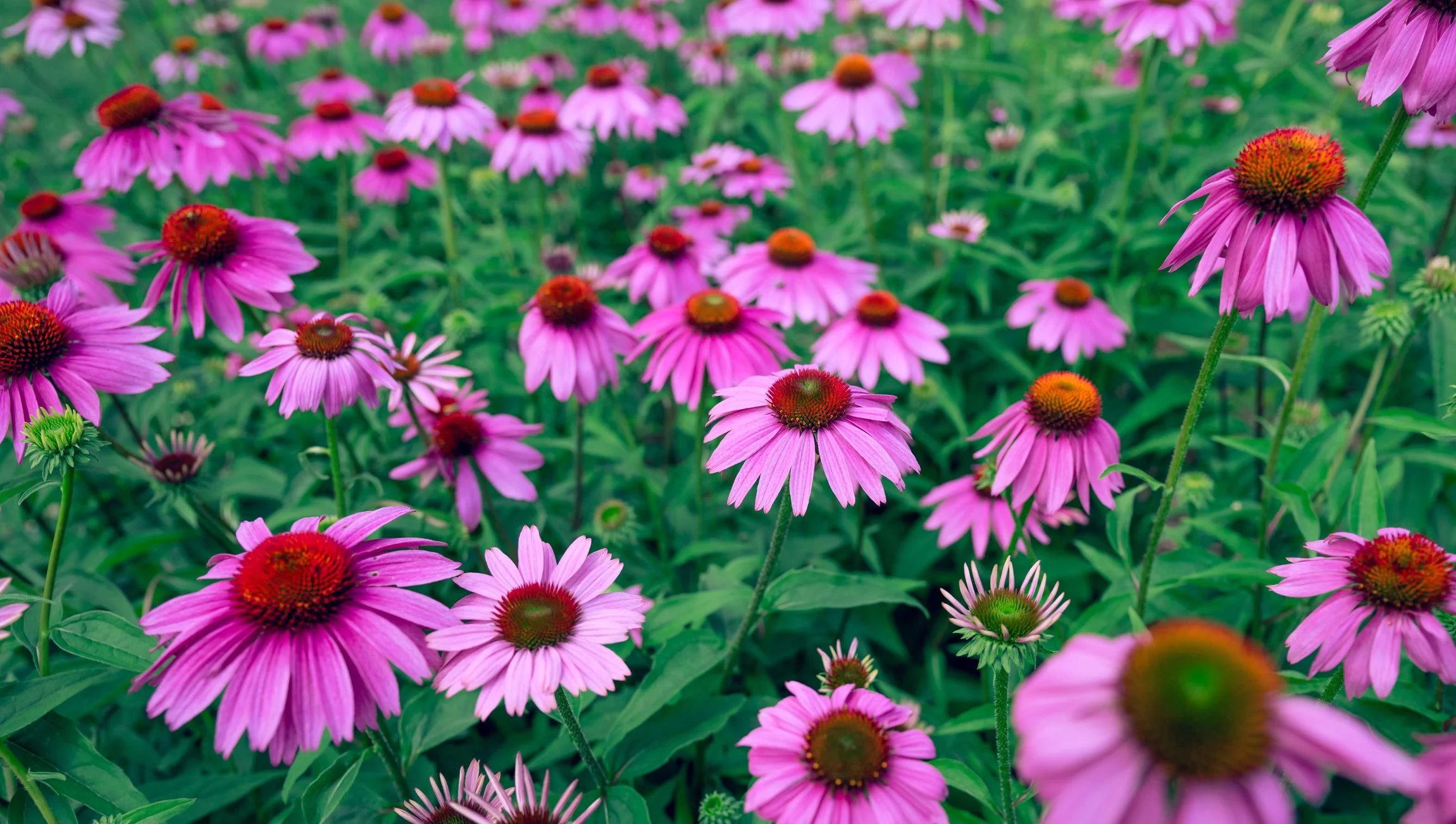 Coneflowers in bloom at Maple Valley Farm