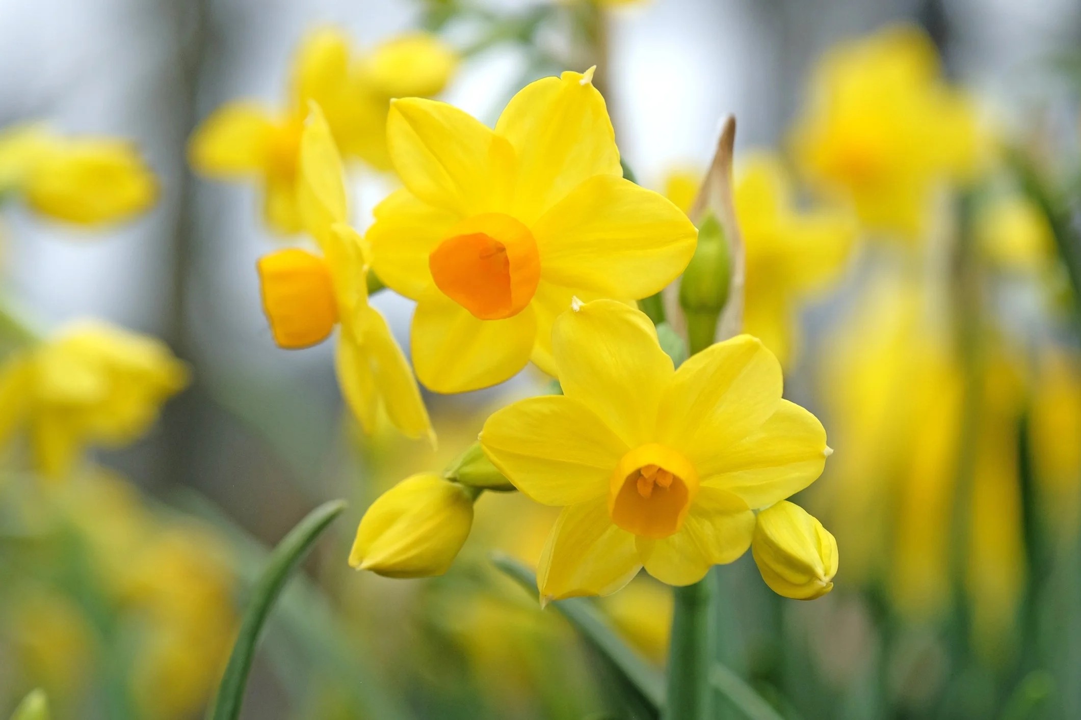 Daffodils in bloom at Maple Valley Farm