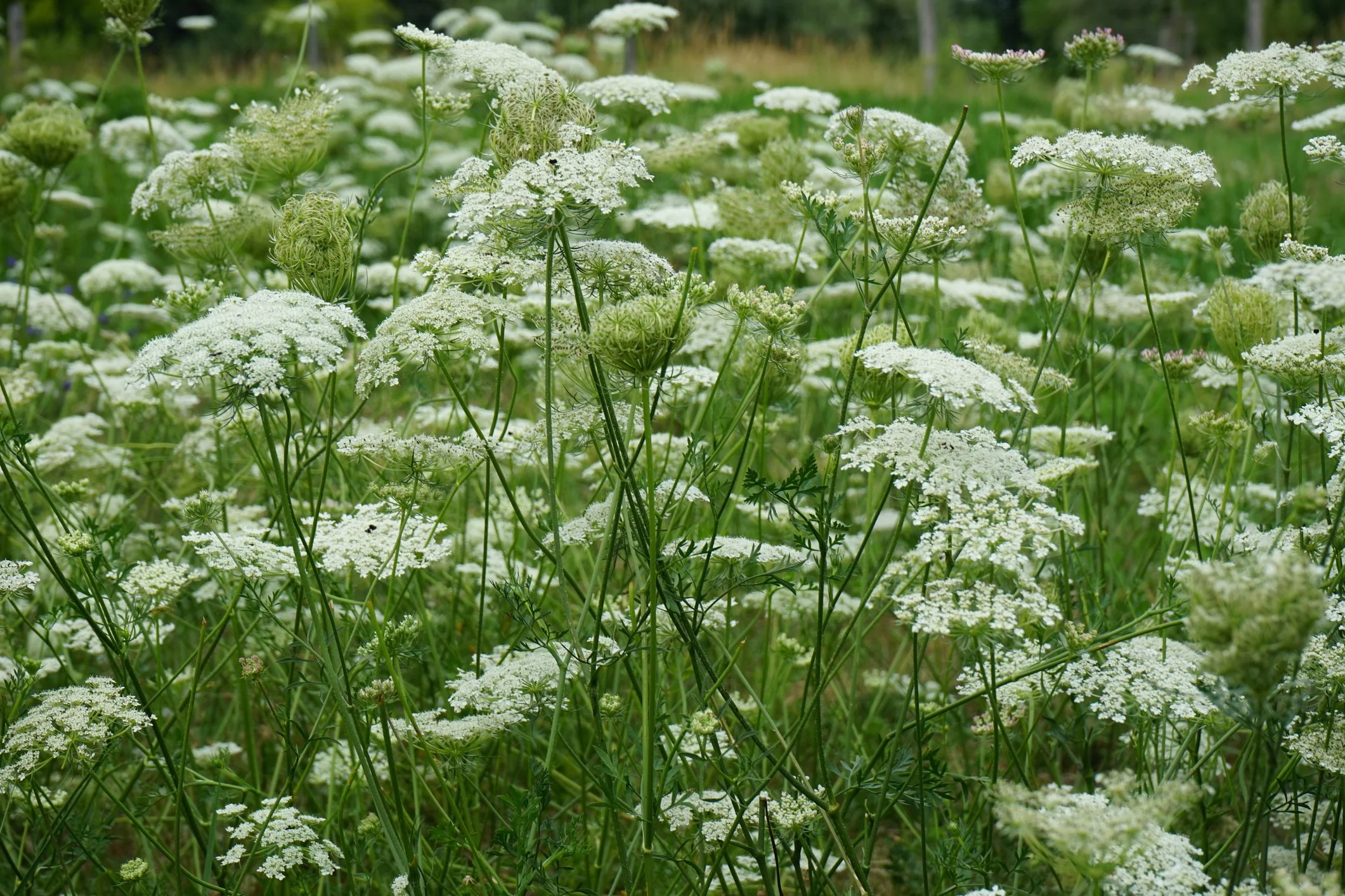 Queen Anne's Lace in bloom at Maple Valley Farm