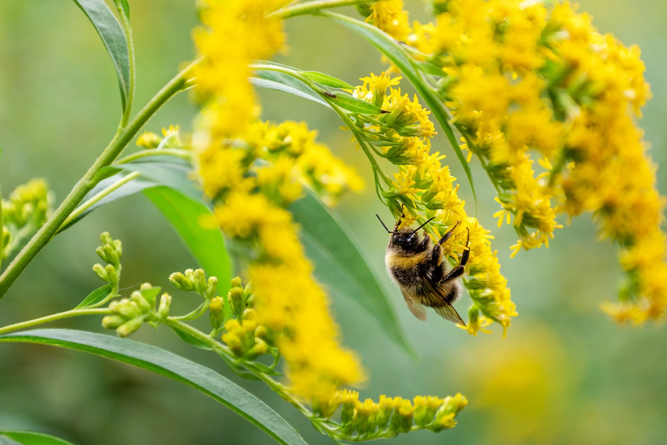 Goldenrod in bloom at Maple Valley Farm