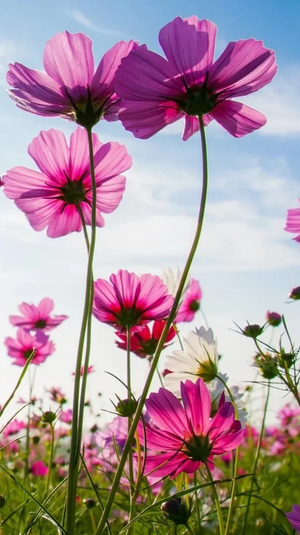 Cosmos in bloom at Maple Valley Farm