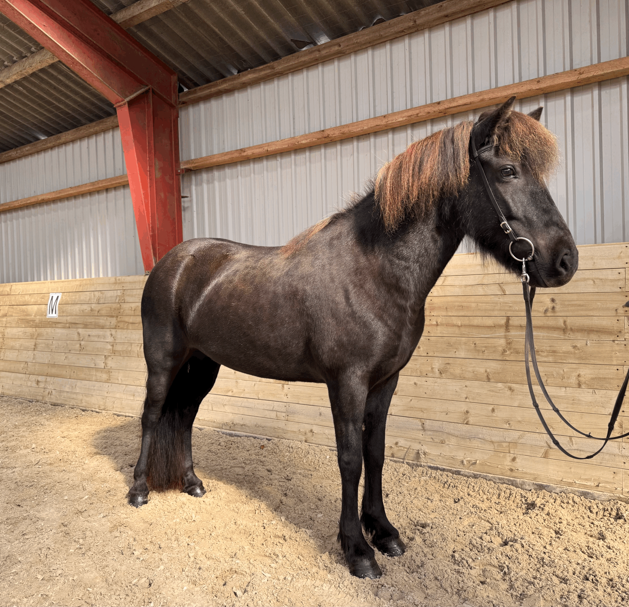 Lilja frá Nautabúi