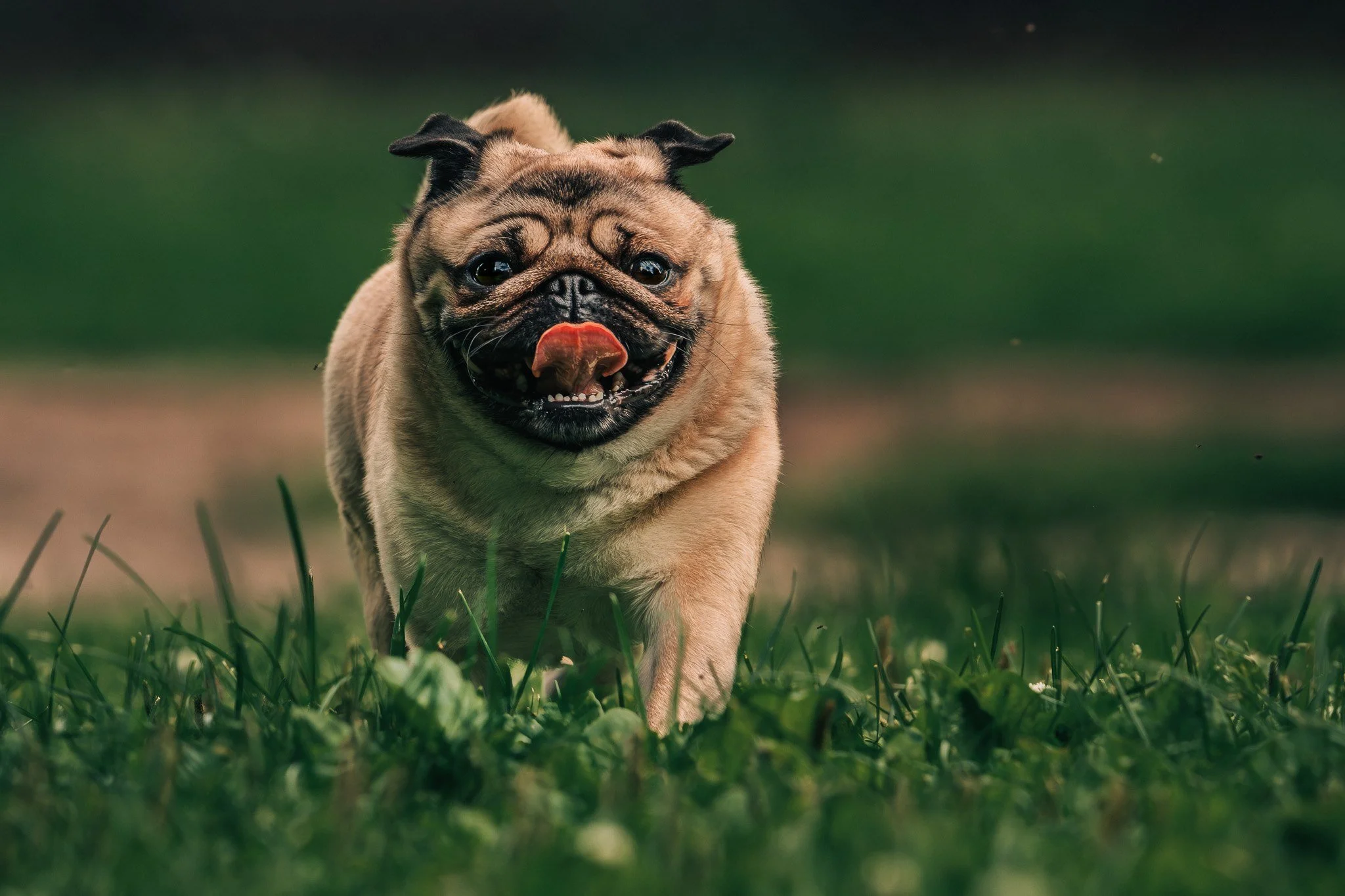 Leikkisä bulldogi juoksee nurmikolla kieli ulkona.