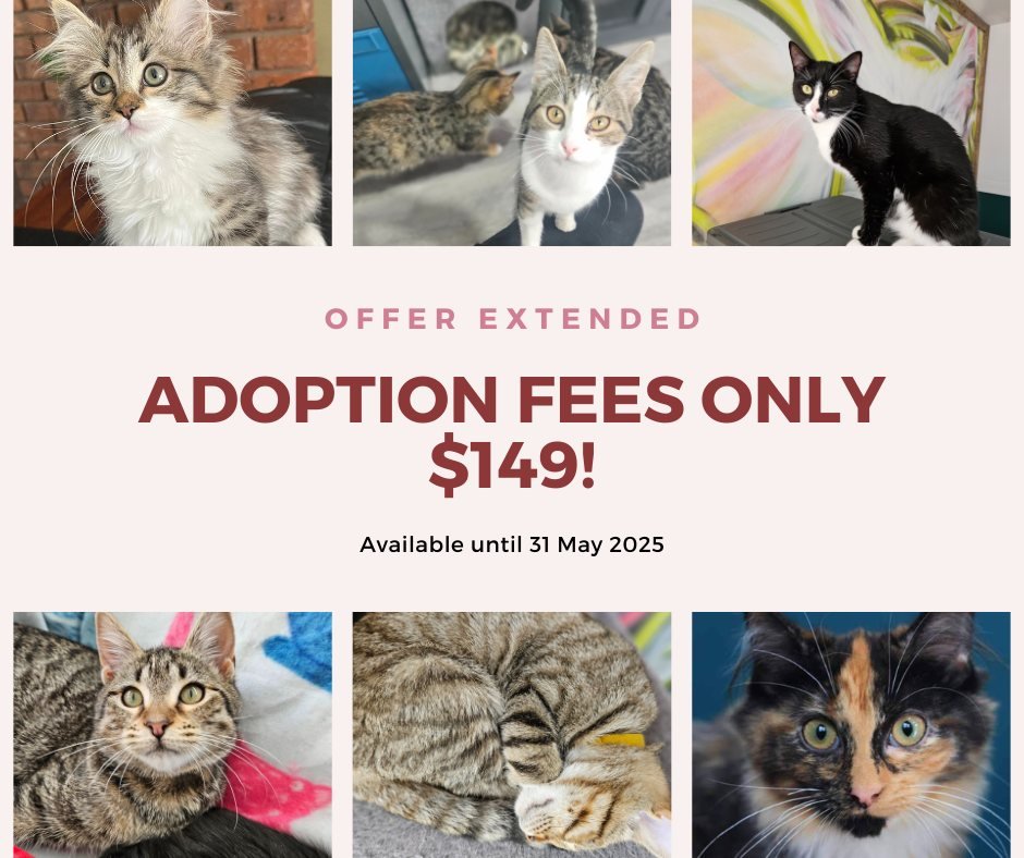 LAST WEEK OF $149 ADOPTION FEES! 🚨🚨

This is it: the last week of our May $149 adoption fee deal. You all asked for it to be extended, so it's now or never to pick up a cutie pie at a bargain price. 

We NEED to find loving homes for these sweet ba