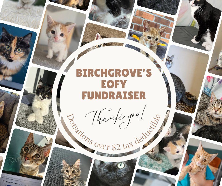 https://square.link/u/Wyz1wbGg
We didn&rsquo;t set out to take in nearly 200 extra cats and kittens over the past six months &ndash; on top of those already in our care.

But they kept arriving.
So we helped.

We&rsquo;re not a big organisation with 