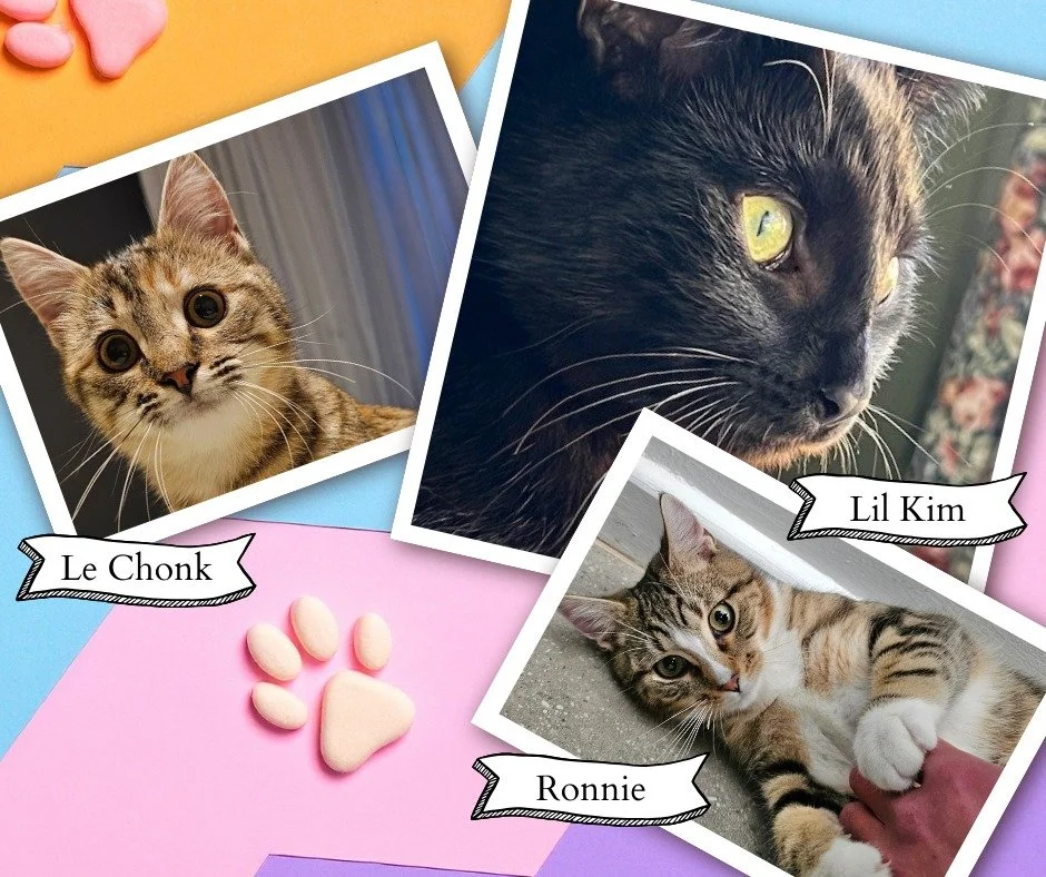 We&rsquo;re at the Handmade Plus Market at Elwick today from 10 &ndash; 2!
Three of our gorgeous kitties &ndash; Ronnie, Le Chonk, and Lil Kim &ndash; are joining us and hoping to find their forever homes. Pop by to meet them (and us!) and say hello 