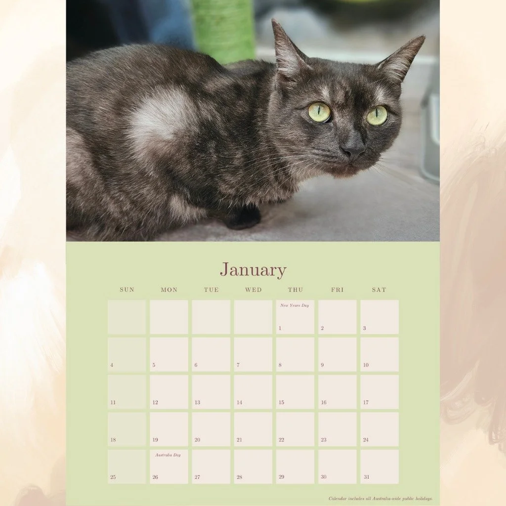 Printing in progress! Our 2026 Birchgrove Calendar for a Cause will be available next week. $20 including postage anywhere in Australia. A great Christmas gift!

Order here: https://www.birchgrovefelineassistance.org.au/shop/p/2026-calendar-for-a-cau