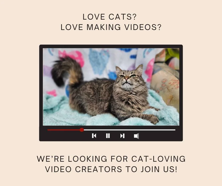 Do you love making videos for social media? Got a knack for turning cute clips into something people can&rsquo;t scroll past? We&rsquo;d love your help!

We get loads of great videos and photos of our kitties from foster carers and our adoption room,