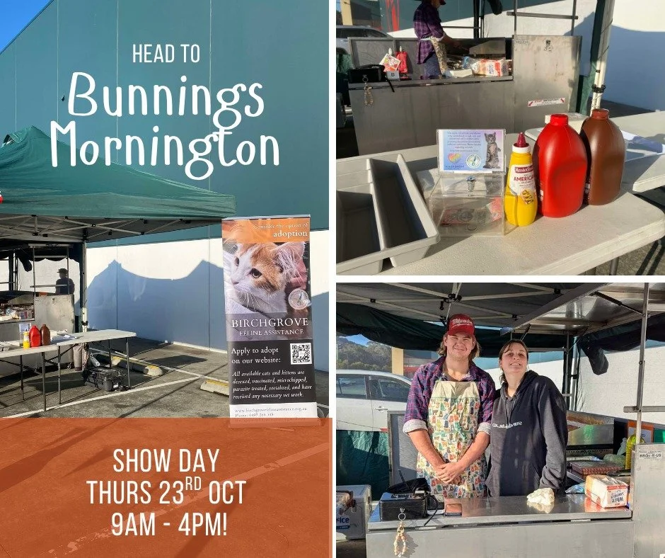 We’ll be at Bunnings Mornington on Show Day this Thursday with our fundraising BBQ! ๐ญ๐พ
Come grab a snag, have a chat with the Birchgrove team, and help us raise funds as we head into kitten season — our busiest time of year!
We’
