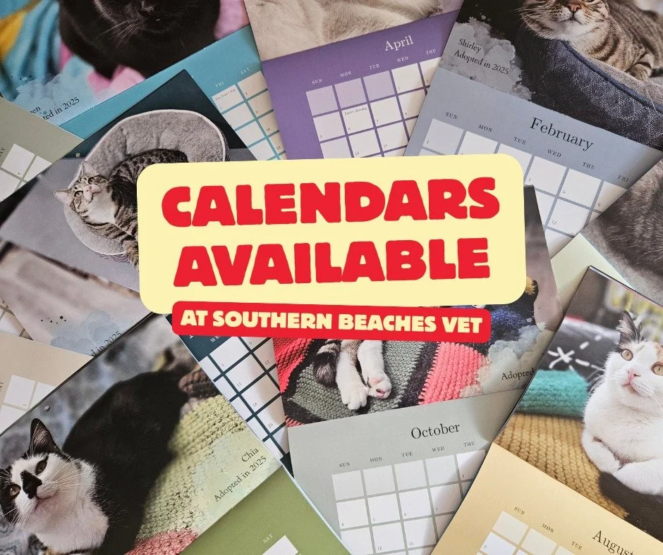 Our 2026 calendars are now available at Southern Beaches Vet in Dodges Ferry! ๐พ
Head in and grab your copy — you can even pay for your calendar directly off our vet bill if you like.
Calendars are also available to order online for $20 (incl