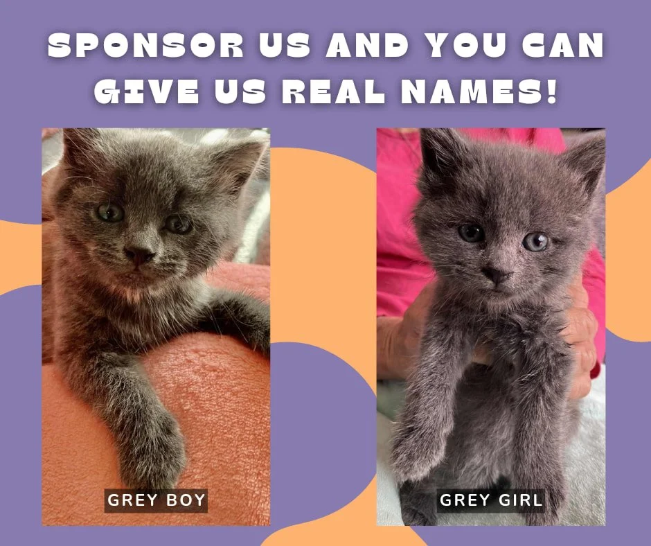 We asked for names for the fluffy faces and you delivered, so here's round 2 - the grey kittens! ๐พ
Kitten season is already starting, and we're fresh out of names. Would you like to name them?
You can sponsor the grey kittens for $100, or make a d