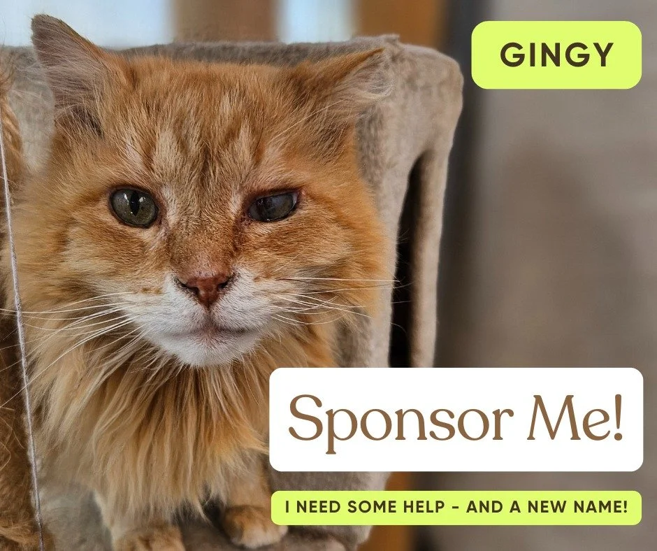 SPONSOR GINGY! Link here: https://square.link/u/6ZxNo0Bh
_________________________
This is Gingy &ndash; her name for now 🧡

5yo Gingy came to us last week in pretty rough shape: matted, with a sore tail that seems to have some nerve damage, and an 
