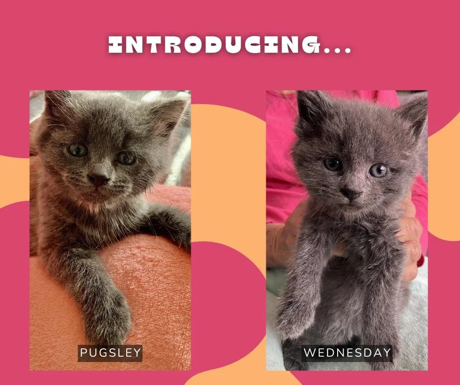 A big thank you to @whiterabbitstudio.hobart  for sponsoring these two little ones &mdash; and giving them their first real names: Pugsley and Wednesday🖤

The White Rabbit Tattoo Studio team will be receiving regular updates as these two grow up and