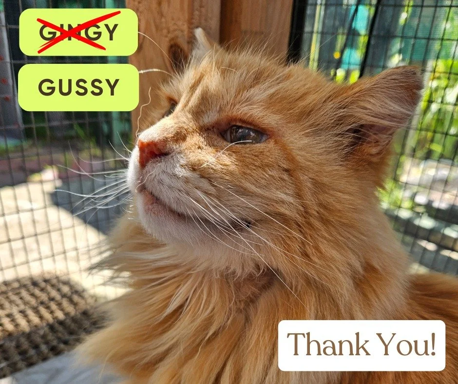 Gingy has a new name &ndash; Gussy 💕 (chosen by her very first sponsor).

She&rsquo;s already got seven lovely sponsors helping cover her care &ndash; such an amazing show of support.

If you&rsquo;d like to join Team Gussy and get her fortnightly u