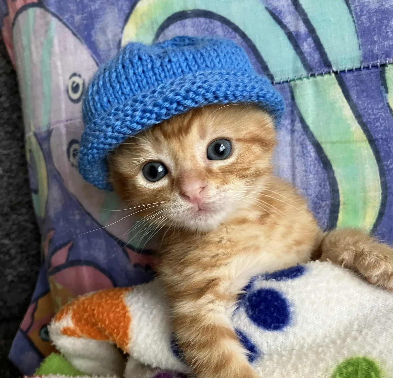 We&rsquo;ve raised $1,025 for little Lieutenant Dan&rsquo;s surgery so far &ndash; just under $800 to go! Thank you SO MUCH to everyone who has donated, shared, commented, or sent kind messages. Your support means a lot to us, and it means everything