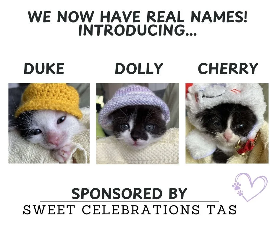 Thanks to Sweet Celebrations TAS &ndash; a lovely local business that continues to support us &ndash; these nearly five-week-old babies now have their proper, very cute names. Through sponsorship, Sweet Celebrations can follow their journey right thr