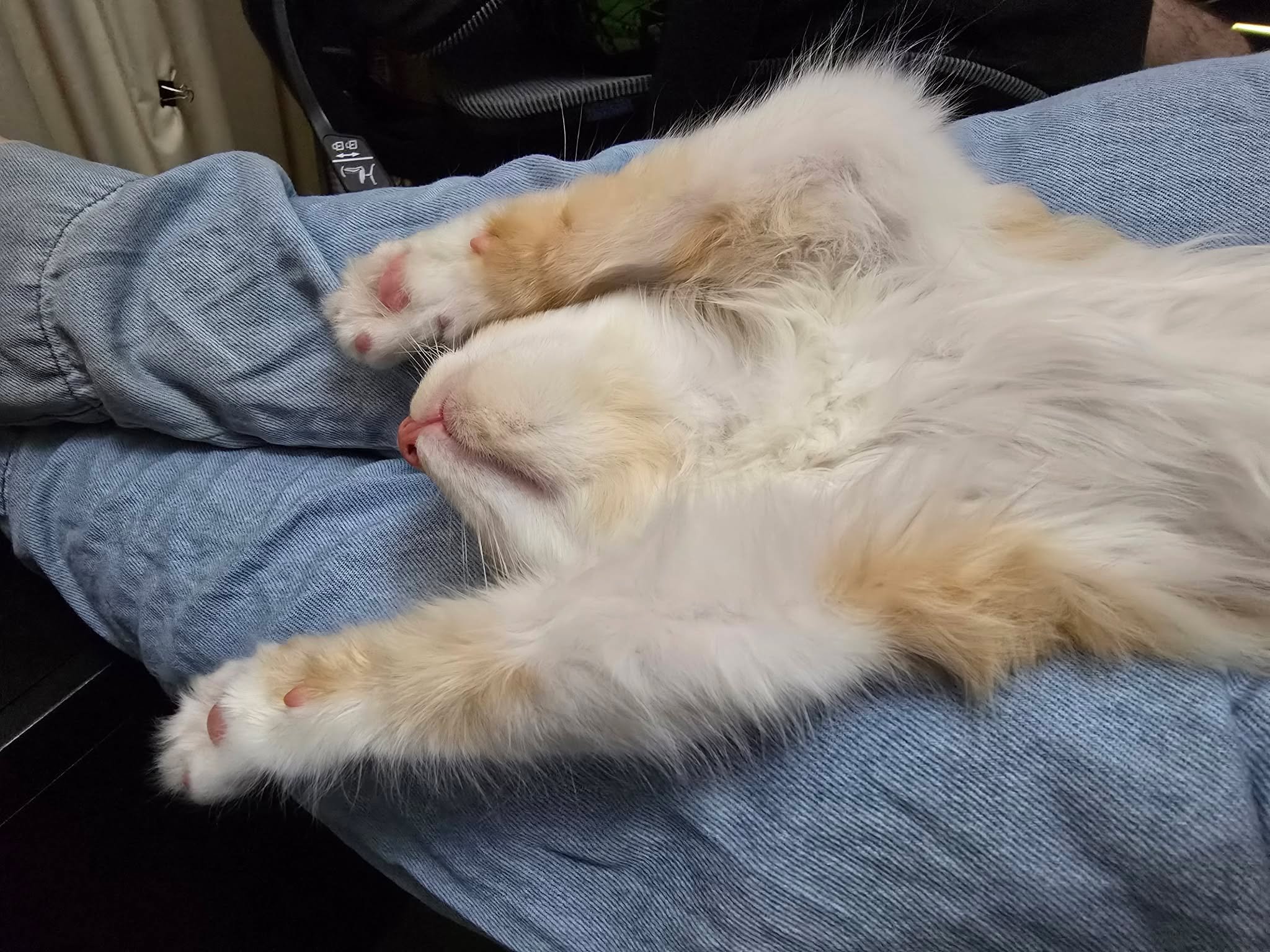 2026 is really kicking off for the team here at Birchgrove - we've got cats and kittens to feed, litters to change, visitors to our adoption room events to run!

Not that any of that matters to Kenneth, though. He's been there, done that, got the ado