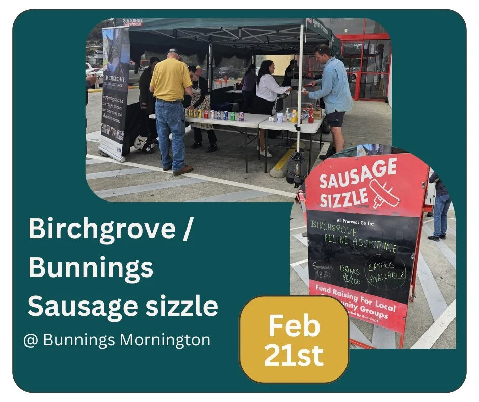 We're back and BBQing! 

Birchgrove will be back at Bunnings Mornington (our home away from home 😸) on the 21st of February for another fundraising BBQ.

Come along for something to eat or drink (or something to eat AND drink) and support a good cau