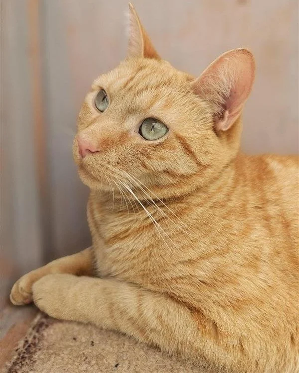 Beautiful, gentle Cecil is ready to find his furrever home 😭🩷

This sweet boy is ready for a home that will love him and let him shine - he's still learning what it's like to be confident in his safety and care. He's a little timid and quietly play