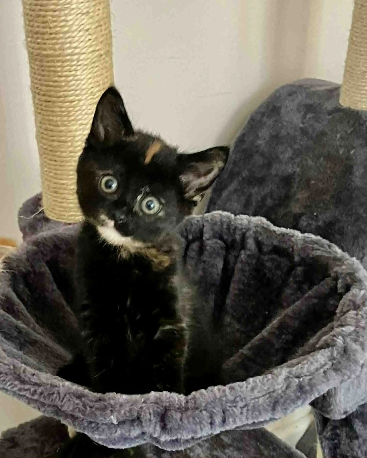 Psst . . . 👀

We have some cute little faces coming your way soon (including these two!)

Wanting to adopt a kitten? Apply now on our website: https://www.birchgrovefelineassistance.org.au/howtoadopt