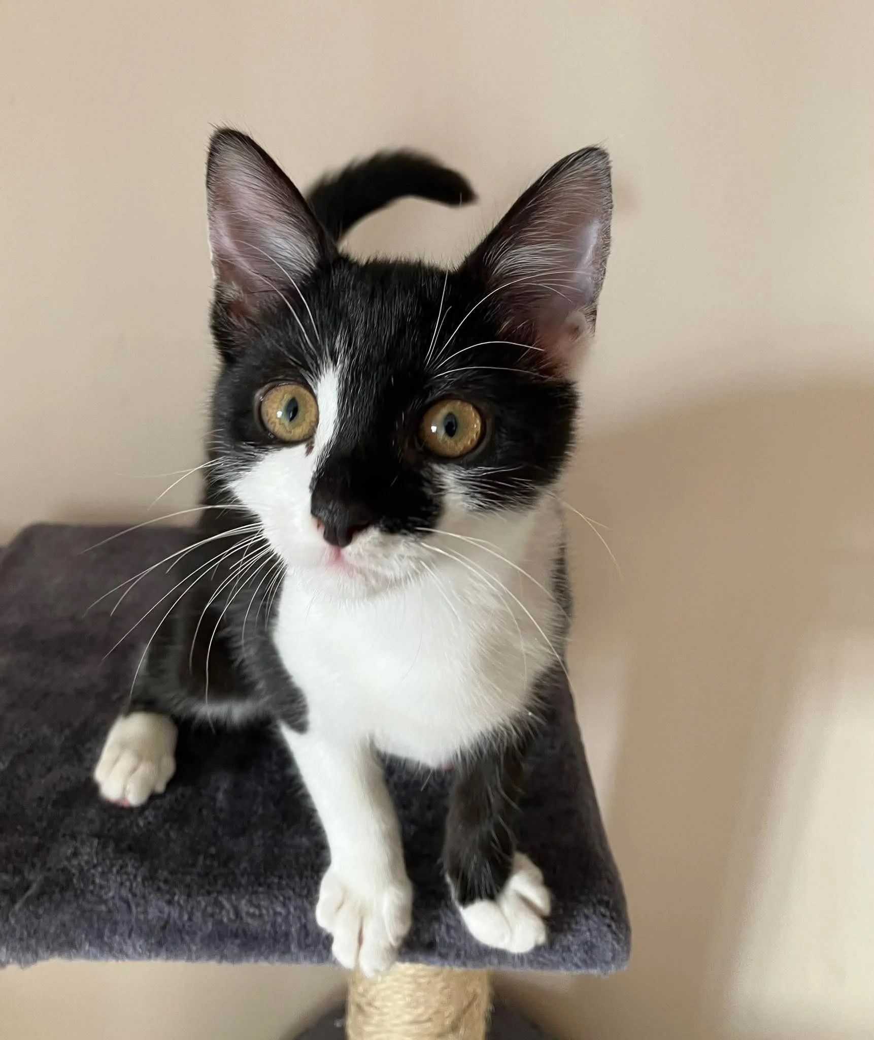 Cherry and Dolly are two more little babies, 16 weeks old, who will be ready for adoption very soon!

If you would like to meet them and their friends, pop in an adoption application! 🐾

https://www.birchgrovefelineassistance.org.au/howtoadopt