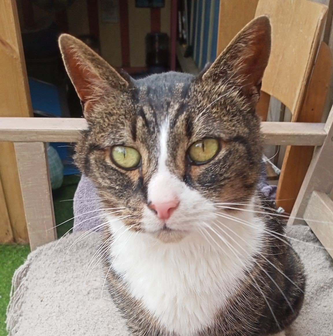 We&rsquo;ve been busy getting some kitties ready for adoption, and a few have just been listed on our website.

At the moment, everyone available is an adult cat &ndash; ranging from around 1 year old through to about 10 years old. If you&rsquo;ve be