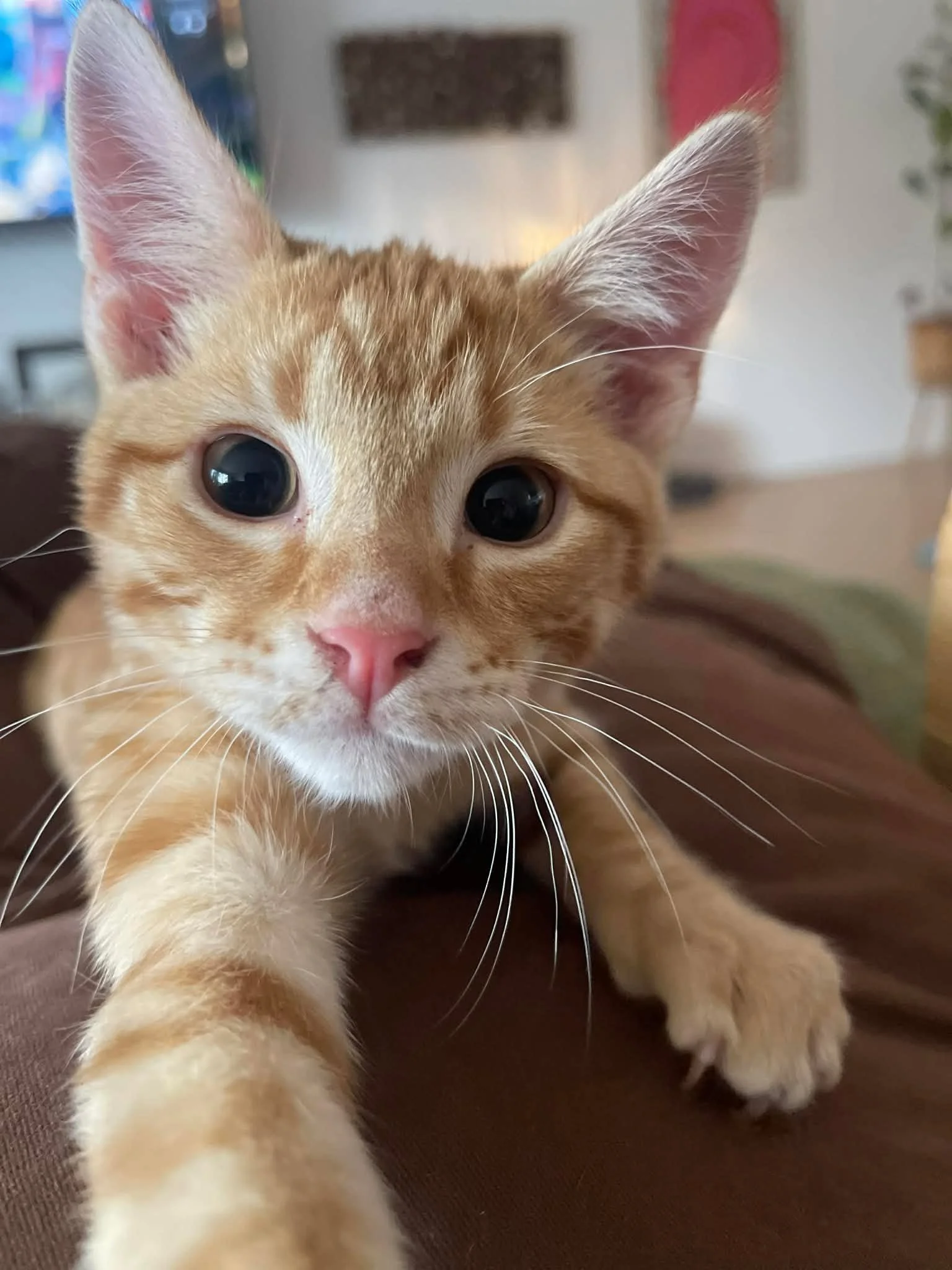 🐾 Lieutenant Dan &ndash; Surgery Day Coming Up 🐾

Our little Lieutenant Dan is heading in for his amputation surgery this Friday. We have absolutely everything crossed that it all goes smoothly.

Dan has no idea what&rsquo;s coming, but very soon t