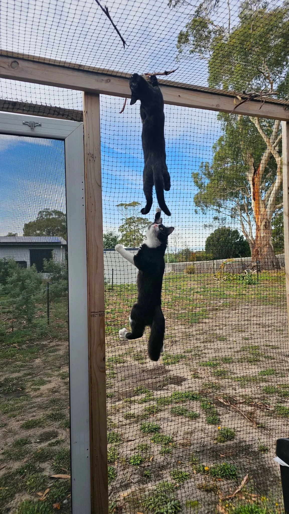 Caption this 👇

Meowth (top) and Cherry (bottom), mid&ndash;mission scaling the adoption room airlock netting&hellip; completely normal behaviour. Nothing to see here. April 1st energy.

We know you&rsquo;ve got thoughts. Let&rsquo;s hear them 👀