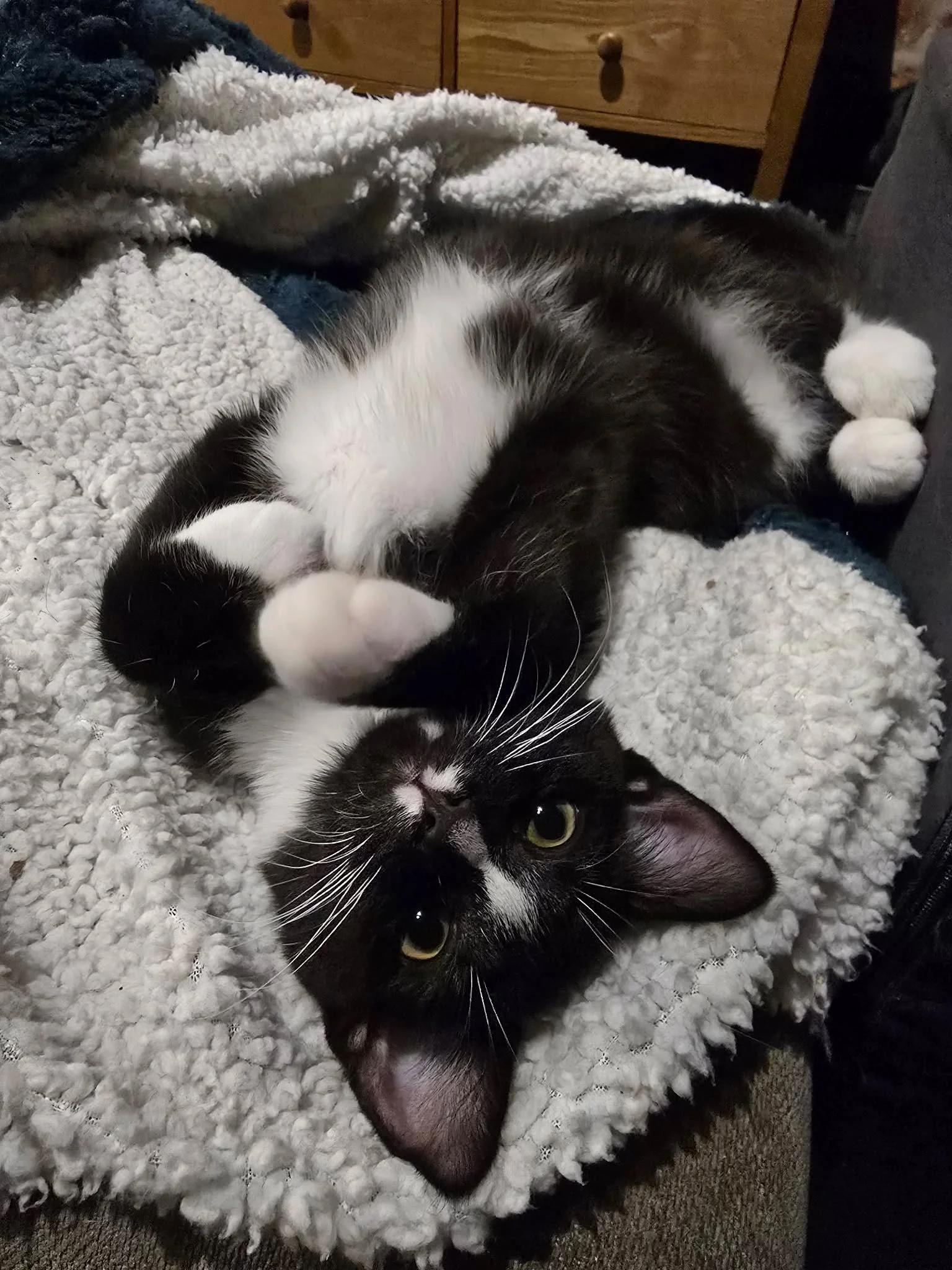 These little cuties (and a few more of their friends) are nearly ready for adoption 😊

They&rsquo;ll be ready to meet from 12 April, and we&rsquo;re now taking applications.

If you&rsquo;re thinking about adding a kitten to your home, now's the tim